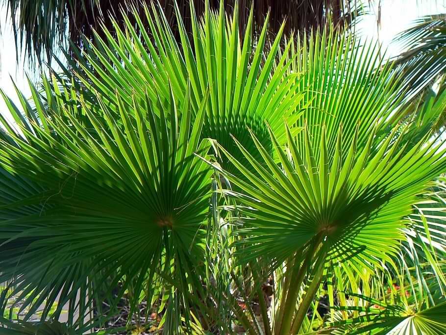 buy a majesty palm online