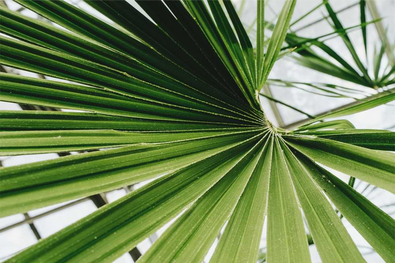 It’s important to understand what to check and how to use the process of elimination so you determine why your majesty palm turning brown.