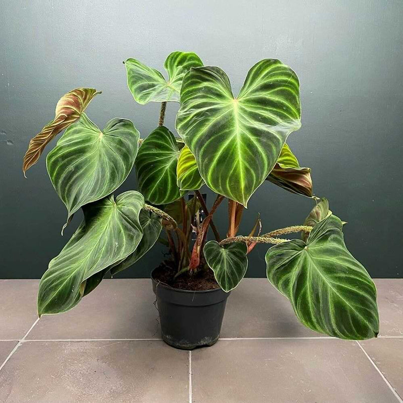 philodendron