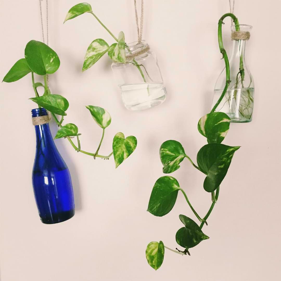 Everything You Need to Know About Pothos Pruning and Propagation