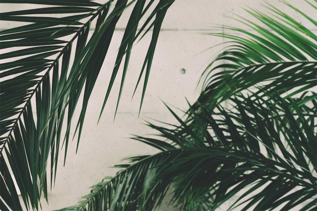 How and When to Water Your Majesty Palm