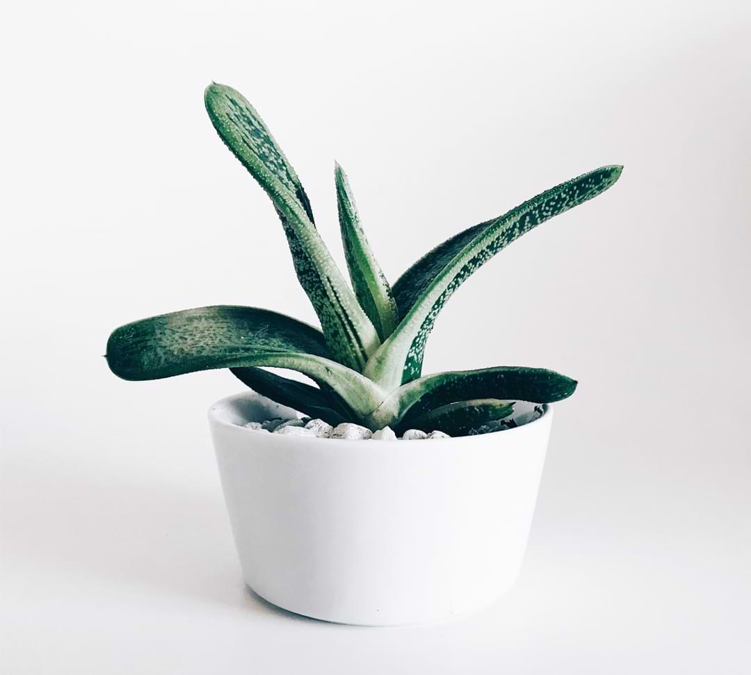 reverse over-fertilization in houseplants