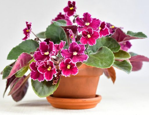 How to Care for African Violets
