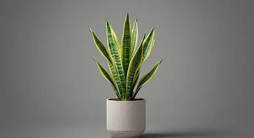 Mother in Law’s Tongue Plant Care: A Comprehensive Guide