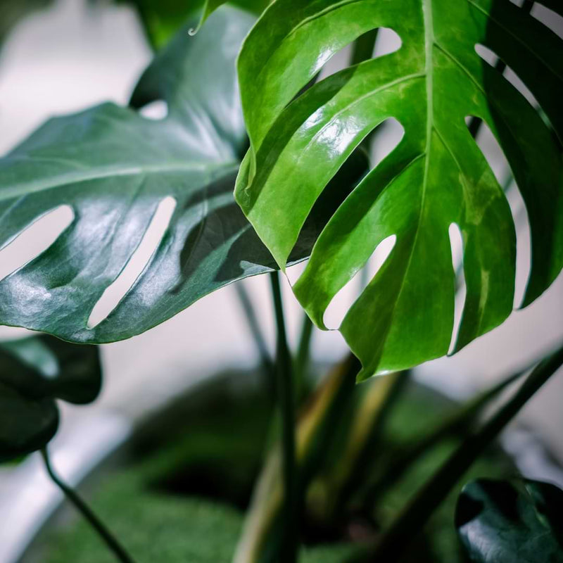 The proper balance of vitamins and minerals for plants is essential for growth, reproduction, and general survival.