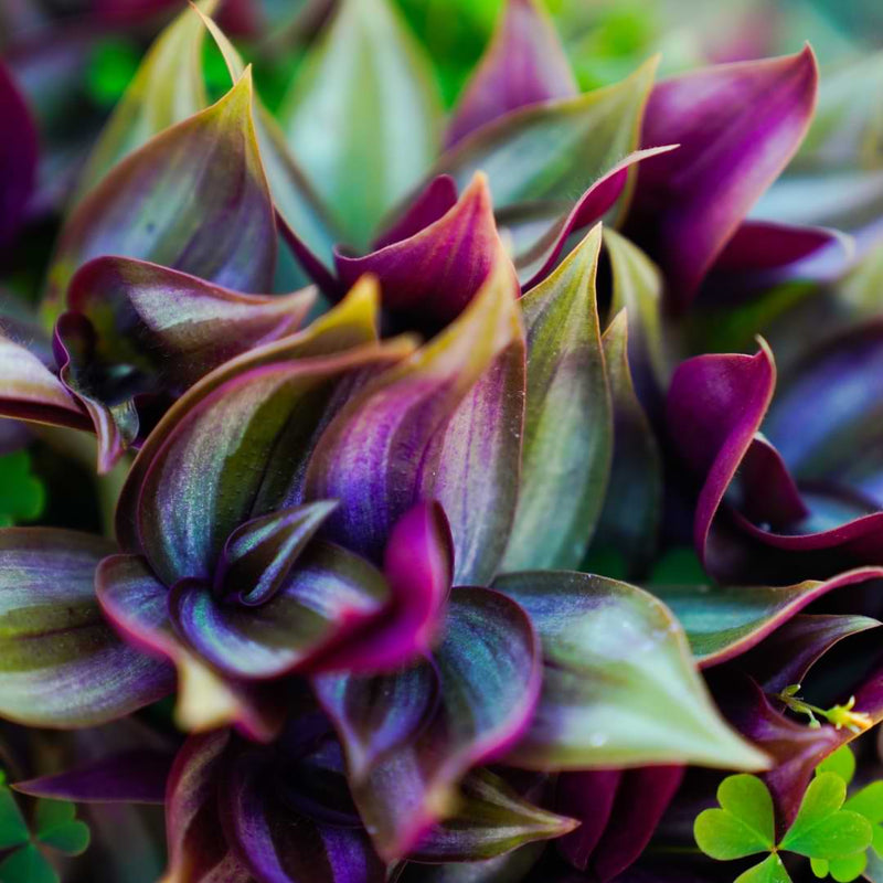 Wandering Jew Dying? Learn Why And How To Fix The Issue