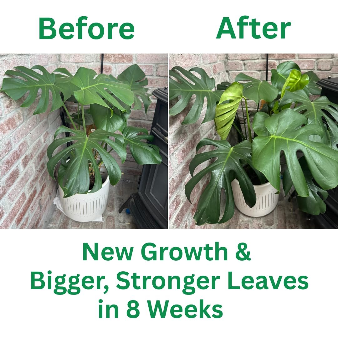 Silica Strength – Liquid Potassium Silica (4.5%) Concentrate | 8 oz