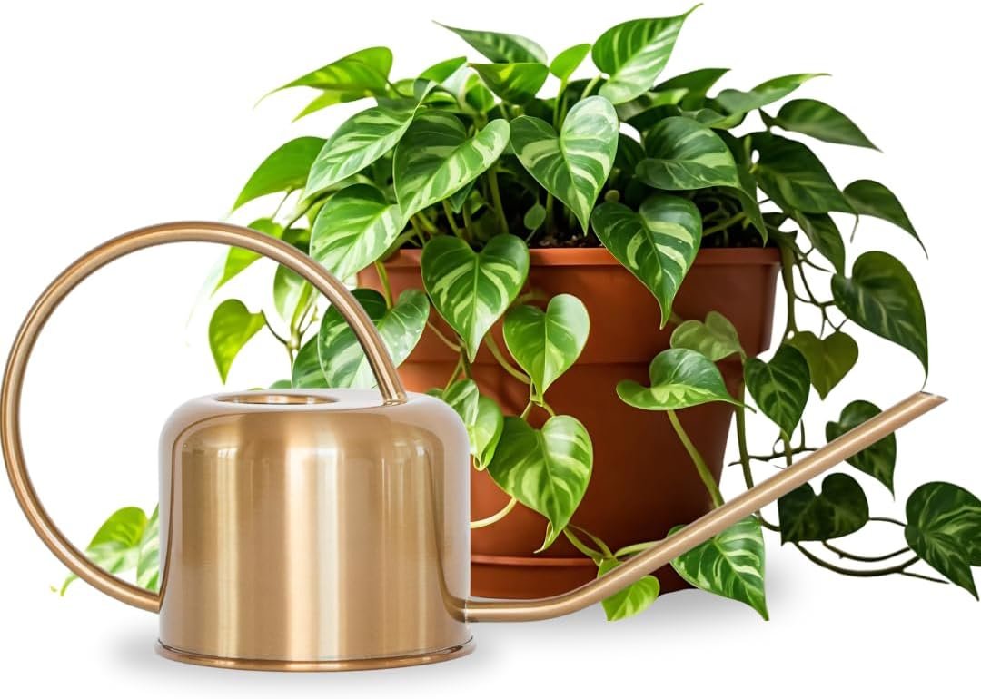Stainless Steel Watering Can for Houseplants | 1L Capacity
