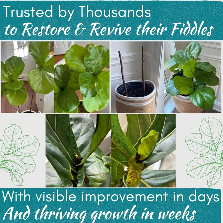 Fiddle Leaf Fig Rescue Drops — Powerful Immunity Boosting Formula | 3.3 oz