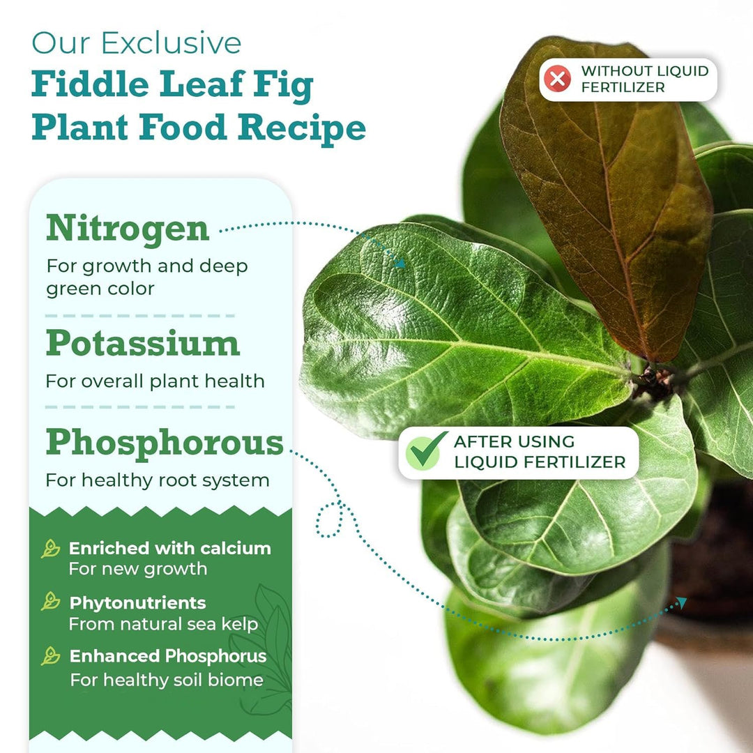 Fiddle Leaf Fig Plant Food – 3‑1‑2 Balanced NPK Liquid Fertilizer for Larger Leaves, Stronger Roots & Steady, Vibrant Growth | Suitable for All Ficus Including Ficus Lyrata | Made in USA | 8 oz